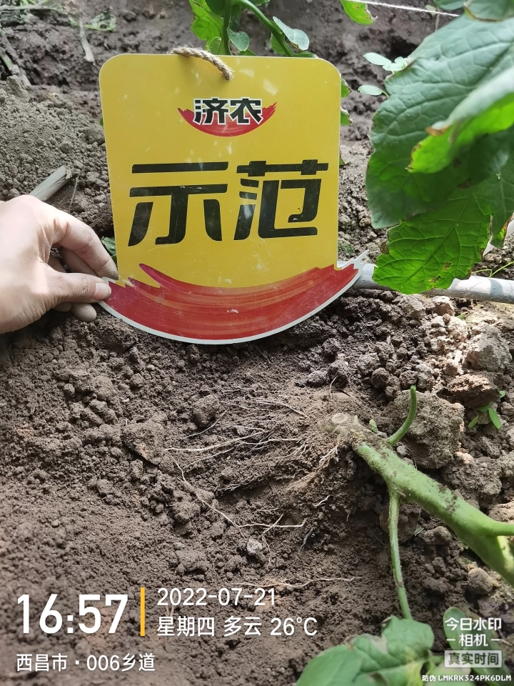 The Effect of Sichuan Tomatoes Using Jinong Letu(图10)
