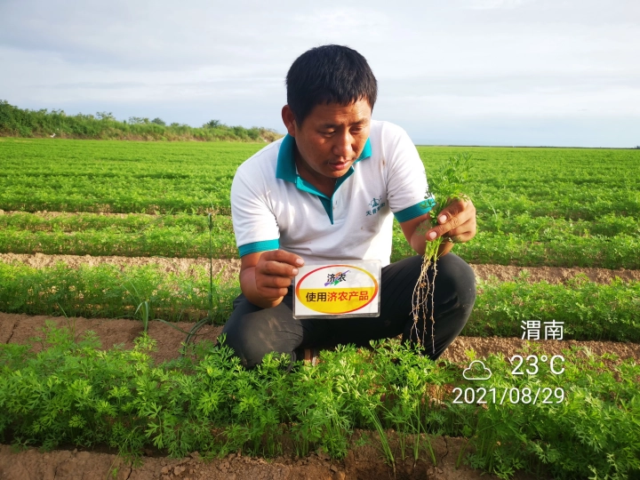 The Effect of Weinan Carrots Using Jinnong Letu(图1)