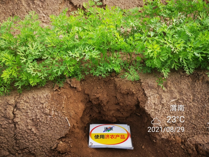 The Effect of Weinan Carrots Using Jinnong Letu(图2)