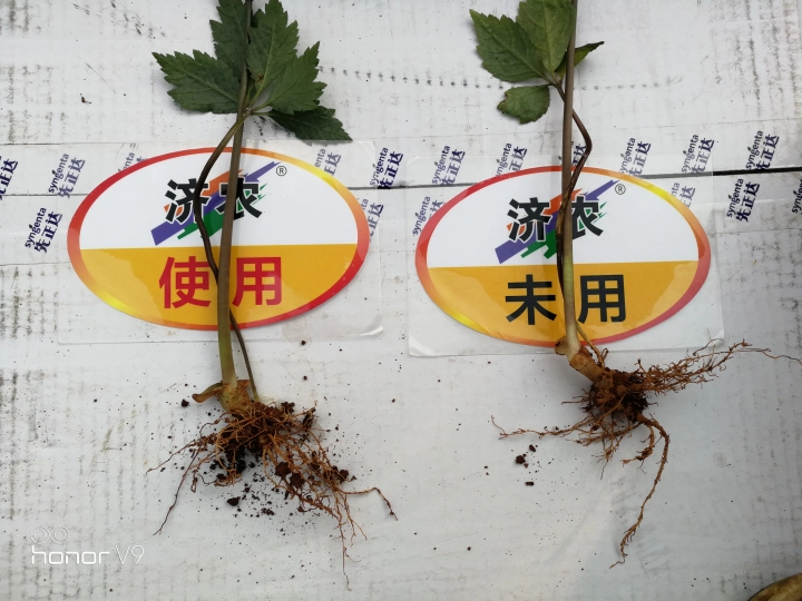 The effect of using Jinong Letu and Jinong Root Foraging in Yunnan Sanqi(图3)