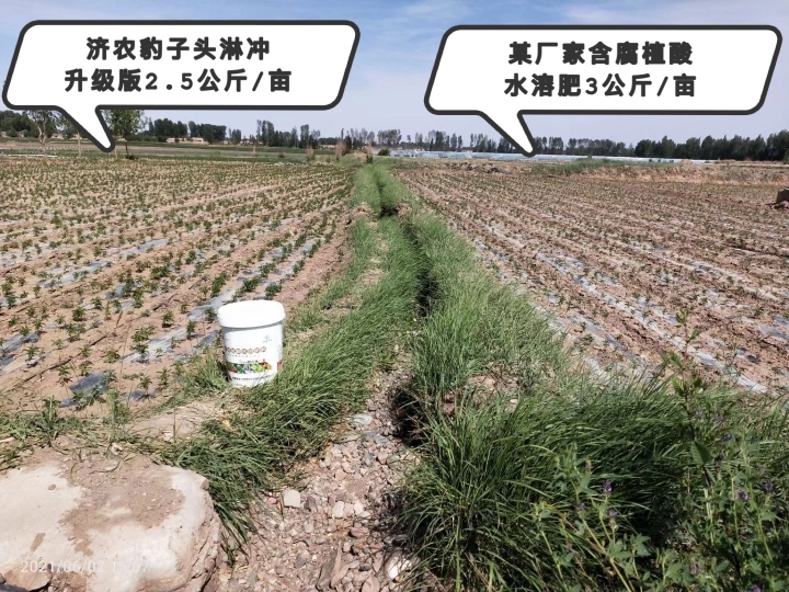 The Effect of Gansu Stevia Using Jinong Leopard Head Rinsing Upgrade Version(图2)