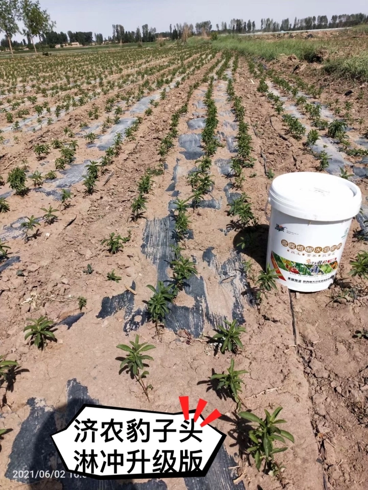 The Effect of Gansu Stevia Using Jinong Leopard Head Rinsing Upgrade Version(图3)