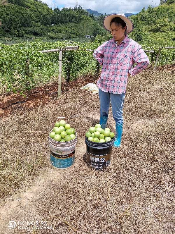 江西百香果使用济农800的效果(图1)