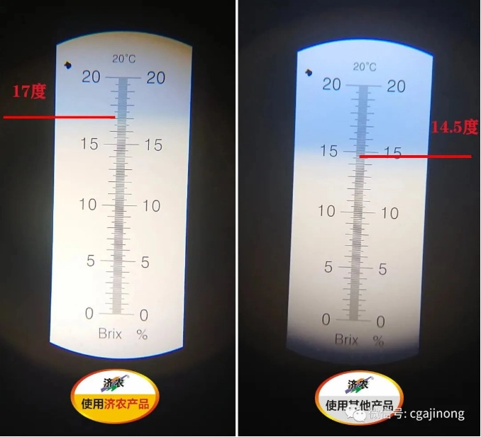 江西百香果使用济农800的效果(图10)