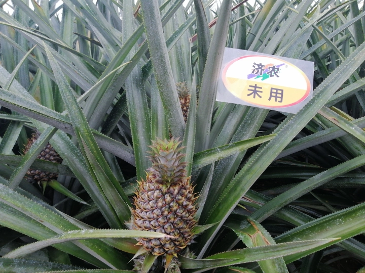 徐闻菠萝使用济农乐土的效果(图2)