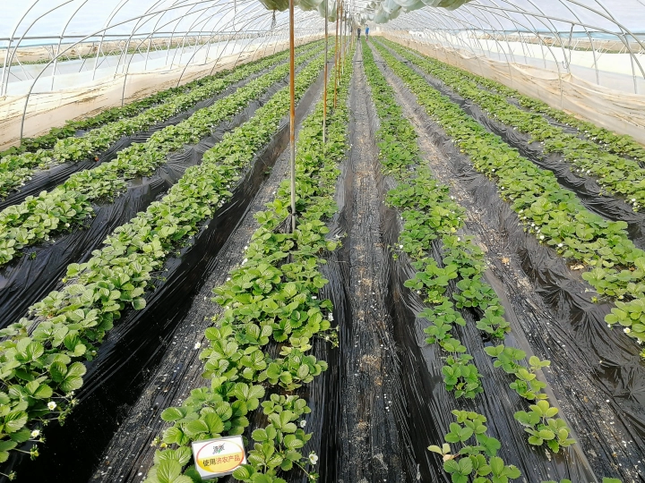 陕西草莓使用济农乐土的效果(图1)
