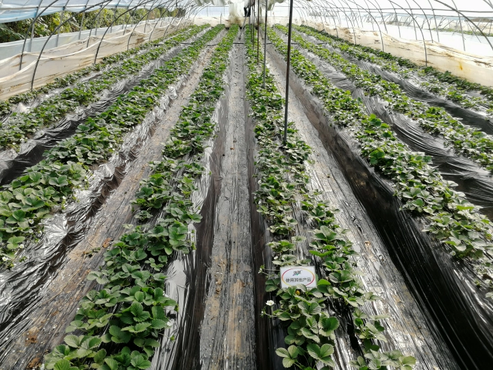 陕西草莓使用济农乐土的效果(图2)