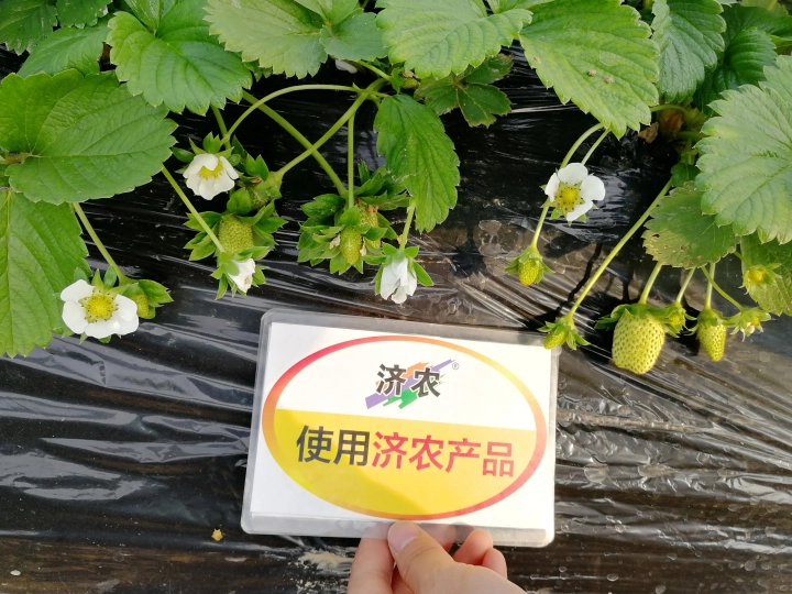 陕西草莓使用济农乐土的效果(图5)