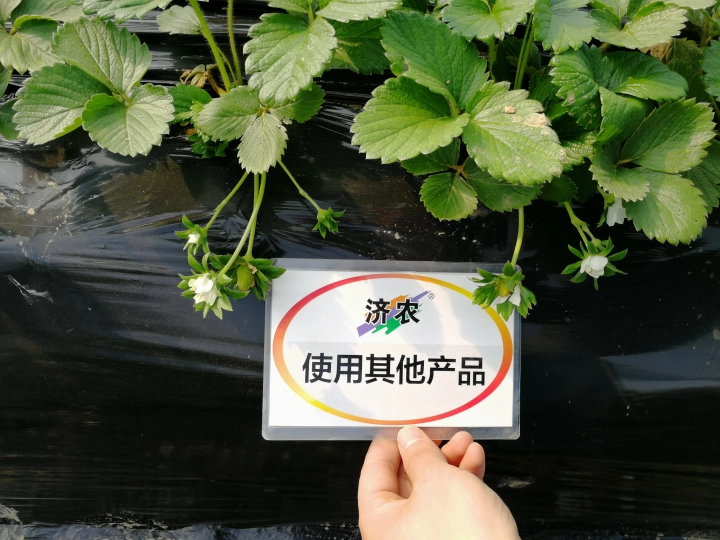 陕西草莓使用济农乐土的效果(图6)