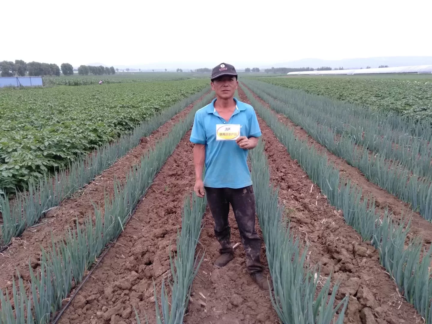 The Effect of Heilongjiang Scallion Using Jinong Letu(图1)