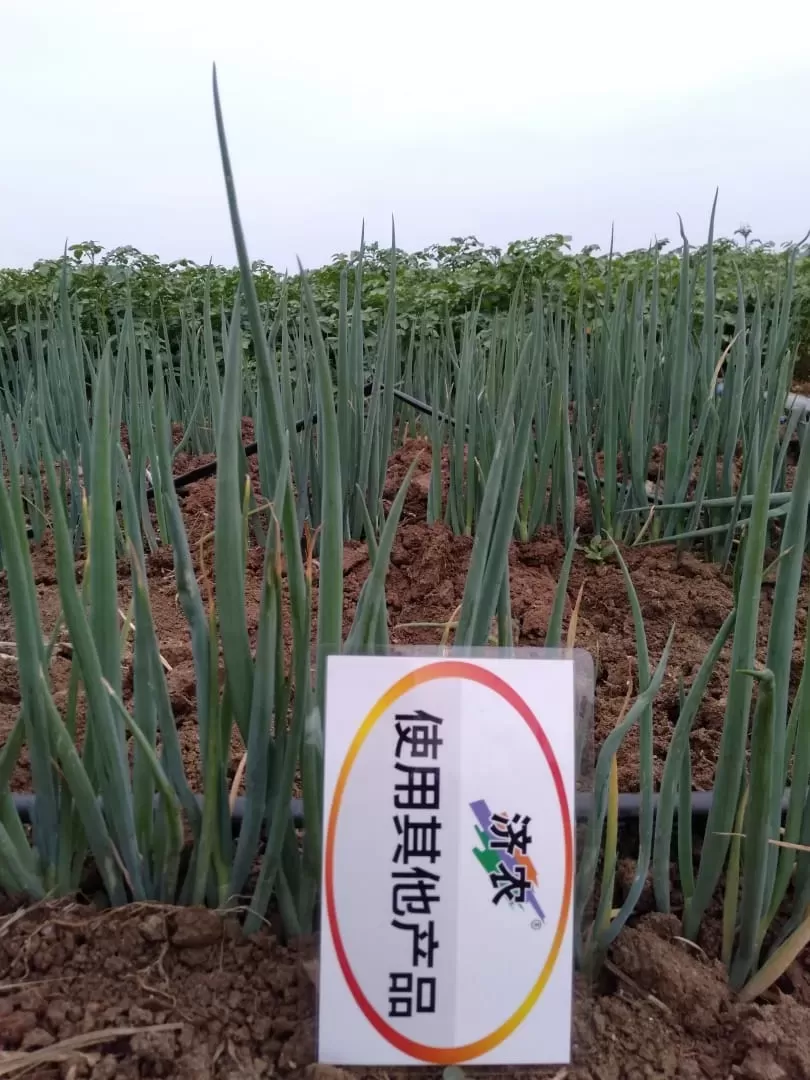 The Effect of Heilongjiang Scallion Using Jinong Letu(图4)