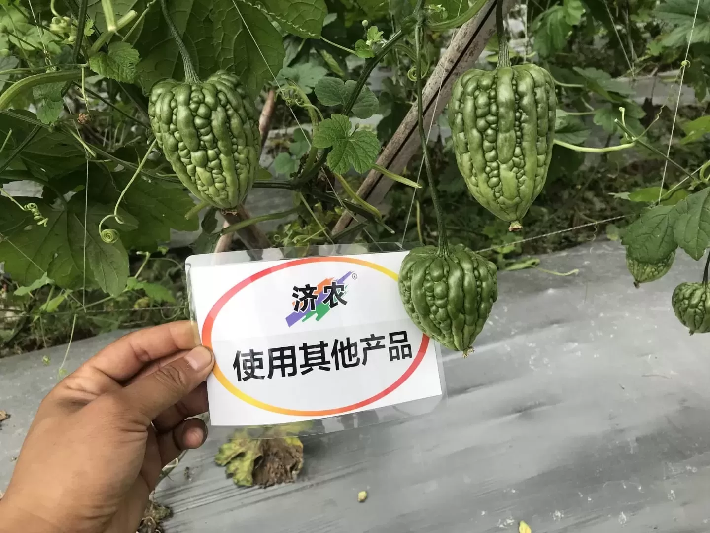 The Effect of Guangdong Dading Bitter Melon Using Jinong Leopard Head Rinsing Upgrade Version(图3)