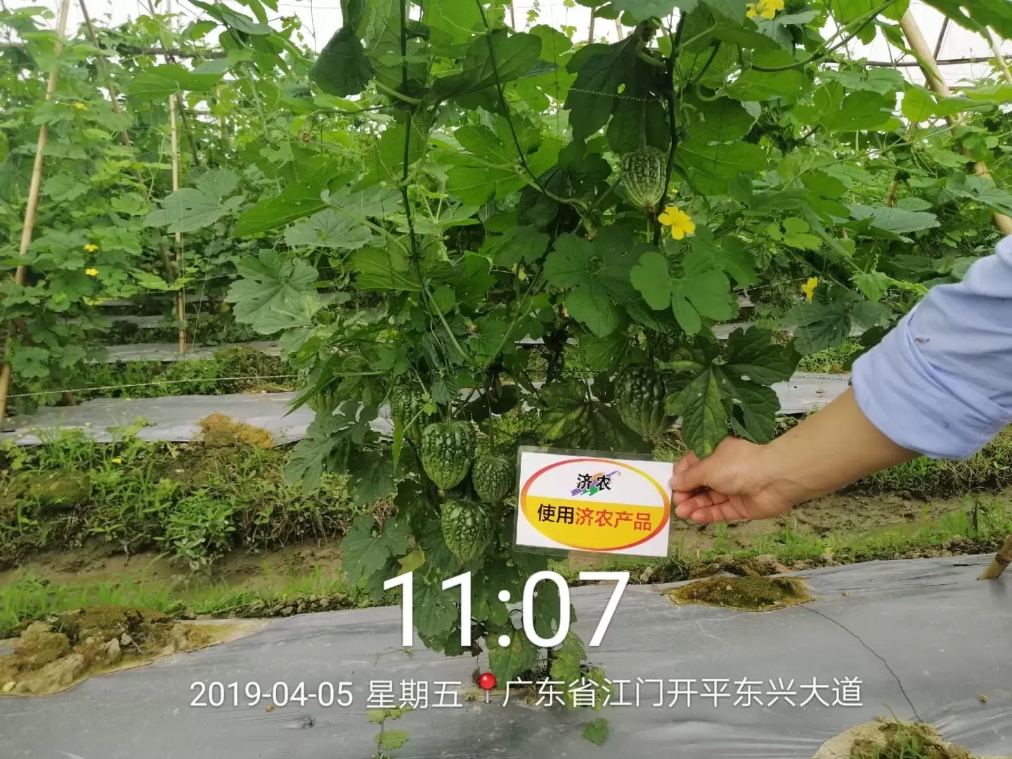 The Effect of Guangdong Dading Bitter Melon Using Jinong Leopard Head Rinsing Upgrade Version(图6)