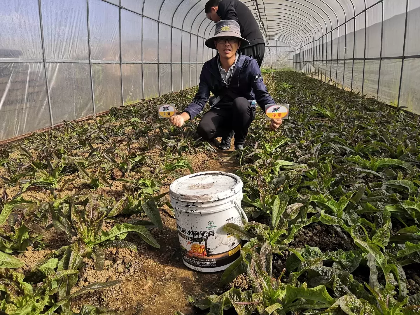 The Effect of Yunnan Lettuce Using Jinong Letu+Jinong Root Foraging(图7)