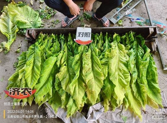 Experimental results of using Jinong Letu in Yunnan tobacco to improve yield and quality(图3)