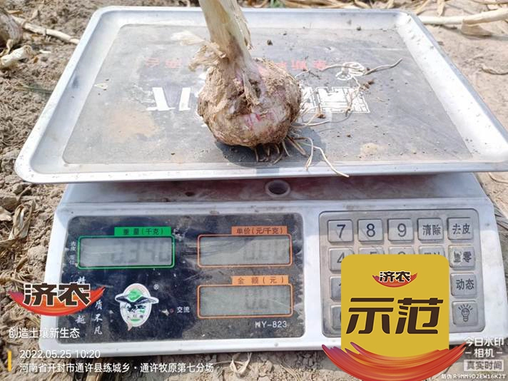 The yield measurement results of garlic using Jinong Letu in Tongxu, Henan Province(图5)