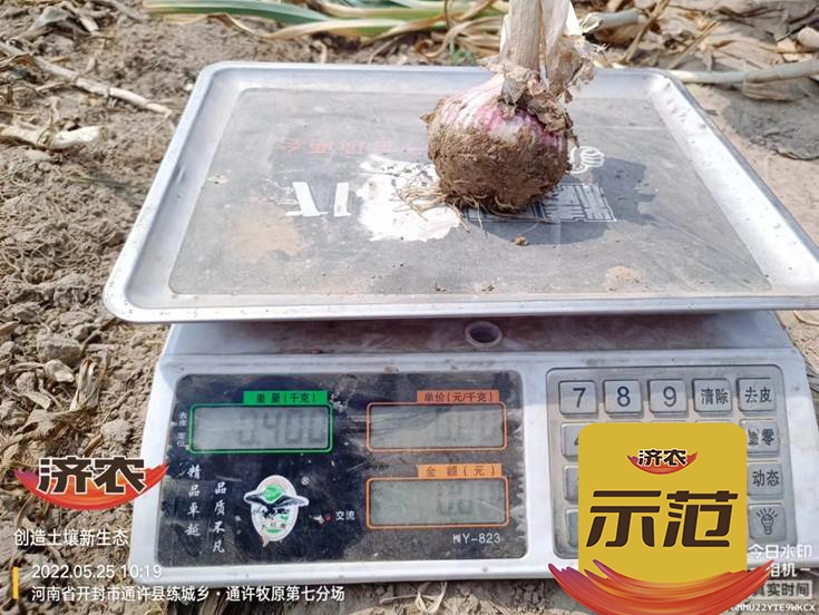 The yield measurement results of garlic using Jinong Letu in Tongxu, Henan Province(图7)