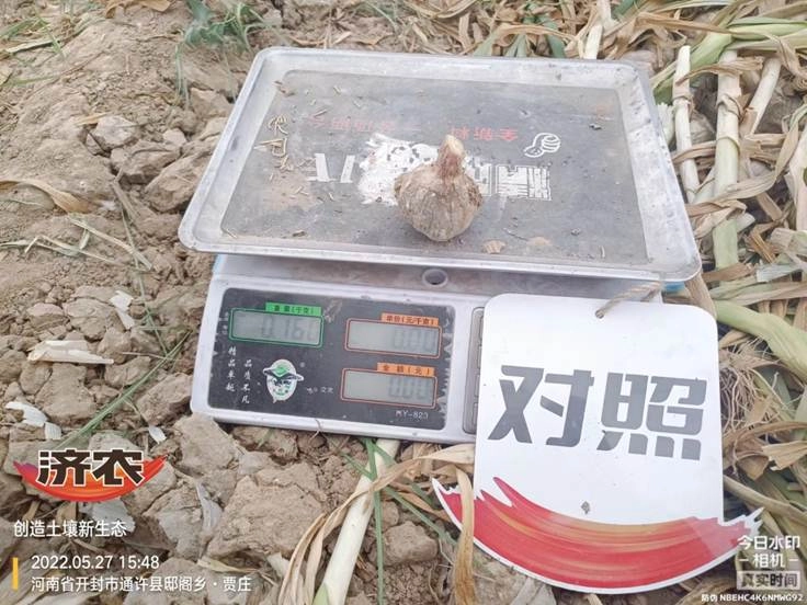 The yield measurement results of garlic using Jinong Letu in Tongxu, Henan Province(图8)