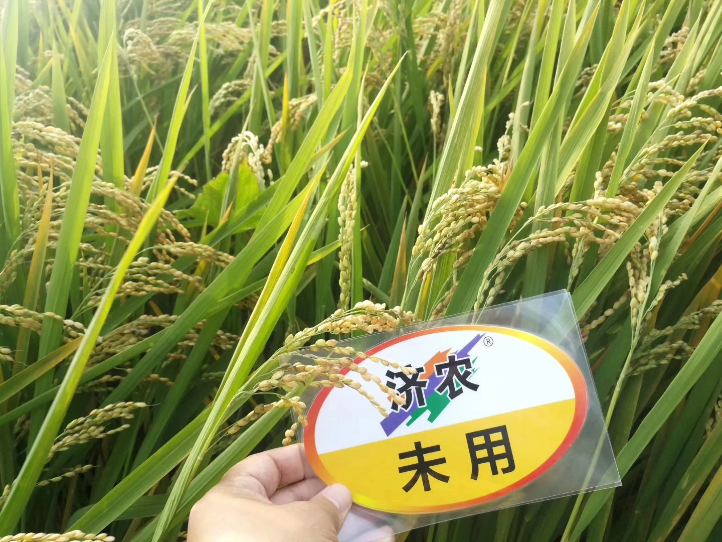 广东水稻使用济农800的效果(图3)