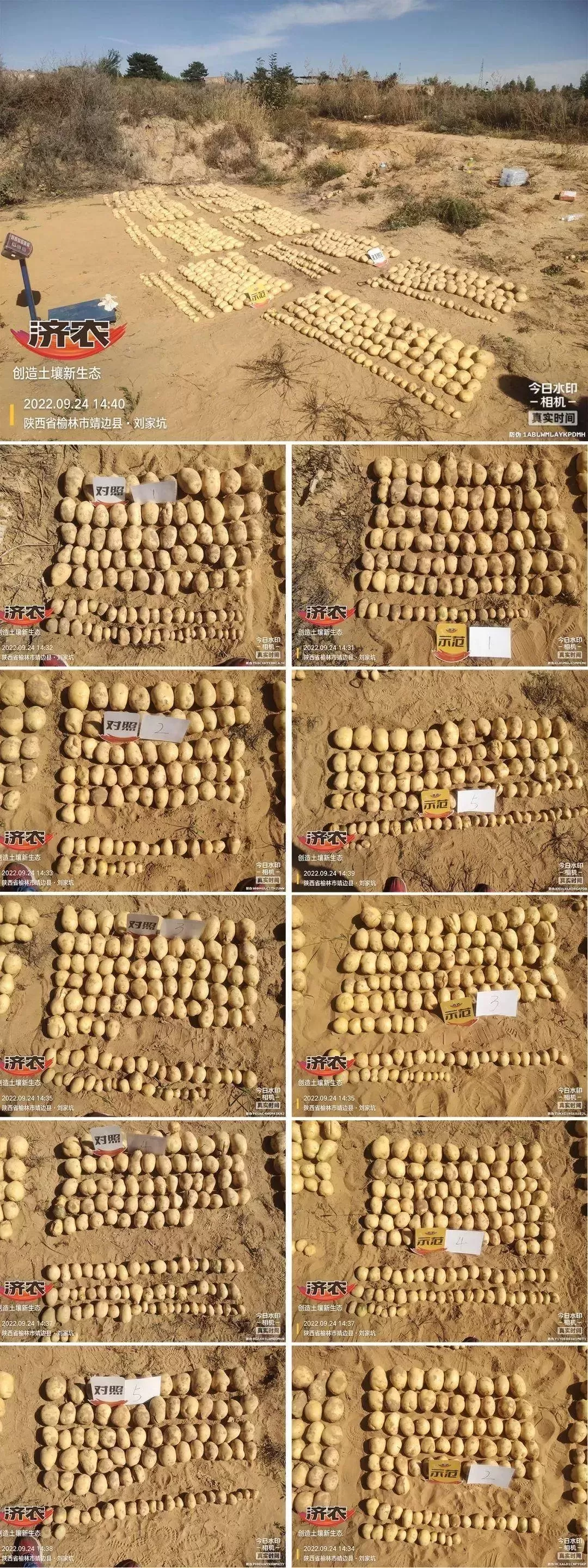 上万数据记录马铃薯测产，解析济农乐土增产秘密(图3)