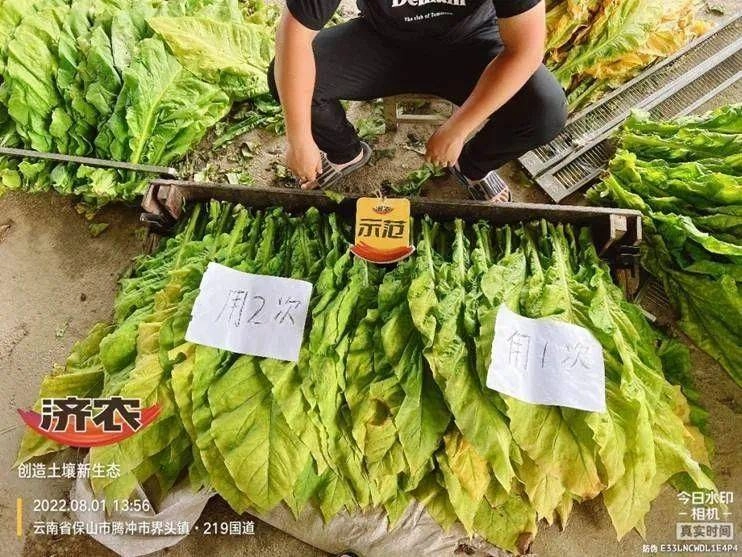全程两次济农乐土，种高品质烤烟(图4)