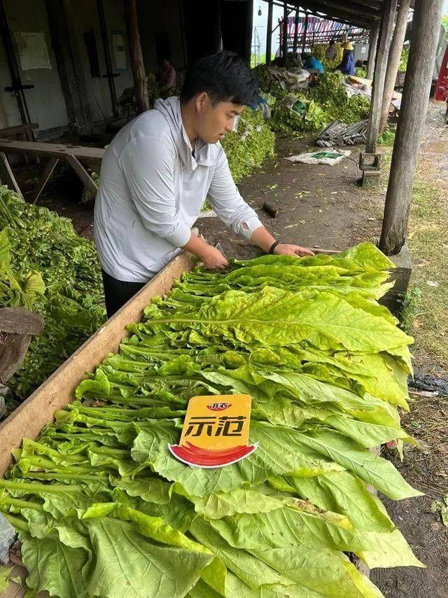 全程两次济农乐土，种高品质烤烟(图3)