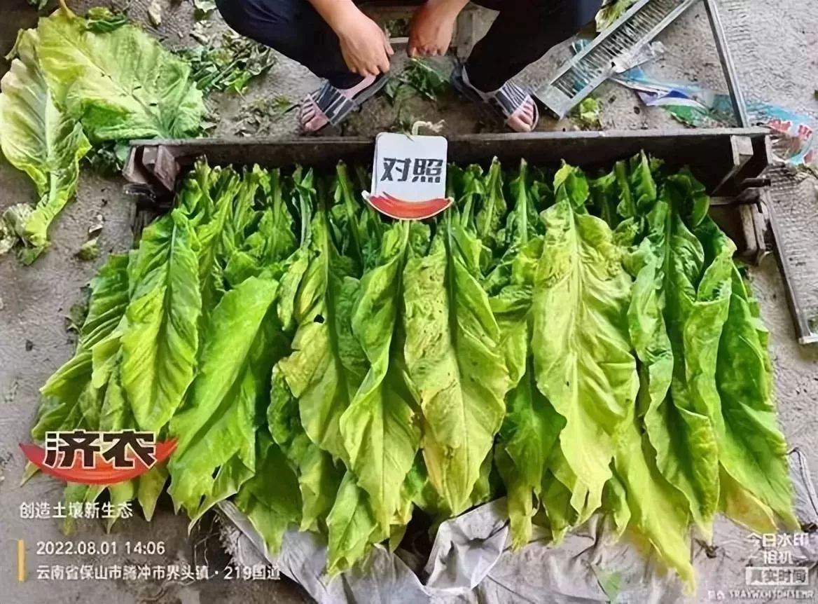 全程两次济农乐土，种高品质烤烟(图10)