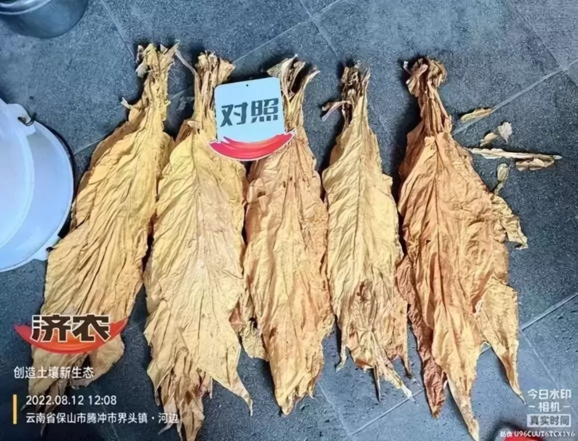 全程两次济农乐土，种高品质烤烟(图14)