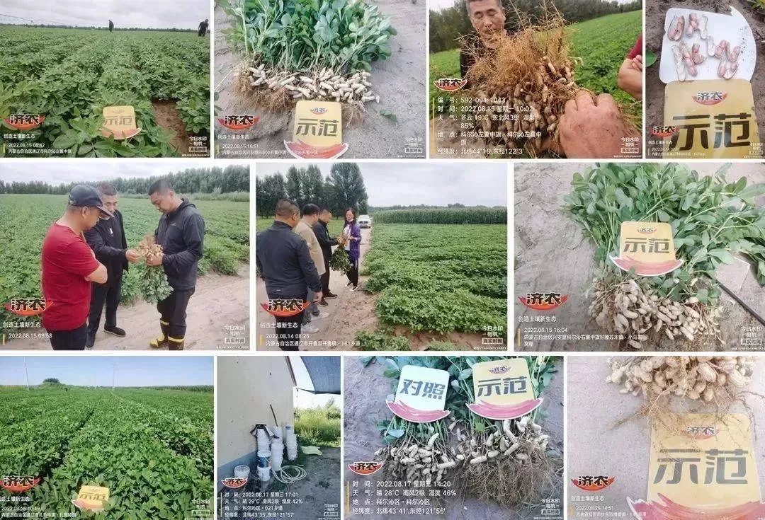 600亩花生出苗黄化，济农乐土冲施黄转绿，如今已到采收期(图3)