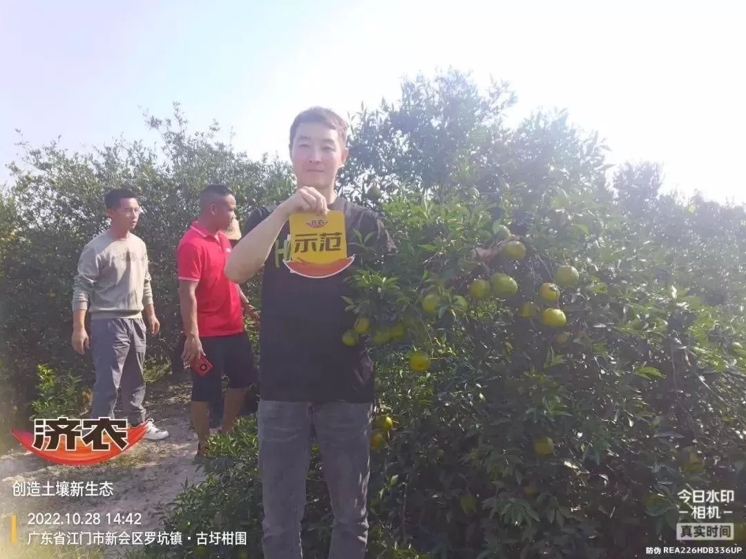 新会柑树黄化，不好好结果？济农乐土这样用，告别这些烦恼(图3)