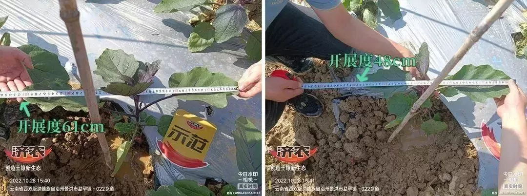 怎样的茄苗才能丰产？如何判定？(图2)