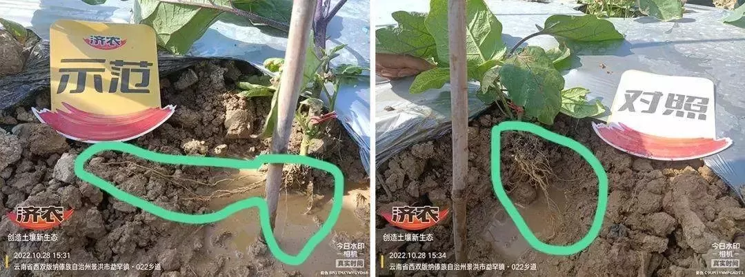 怎样的茄苗才能丰产？如何判定？(图4)