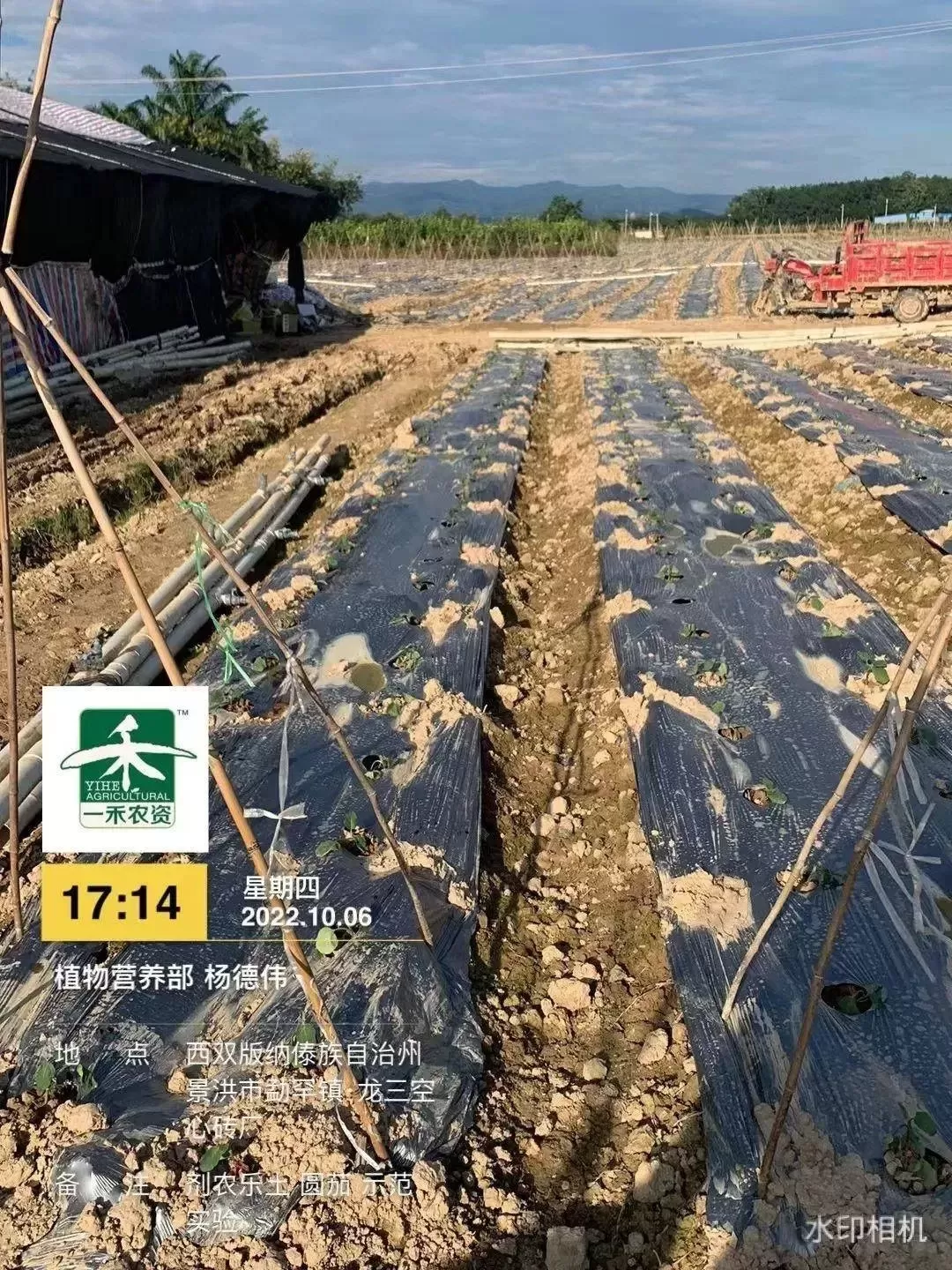 怎样的茄苗才能丰产？如何判定？(图5)