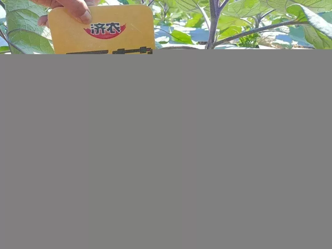怎样的茄苗才能丰产？如何判定？(图7)