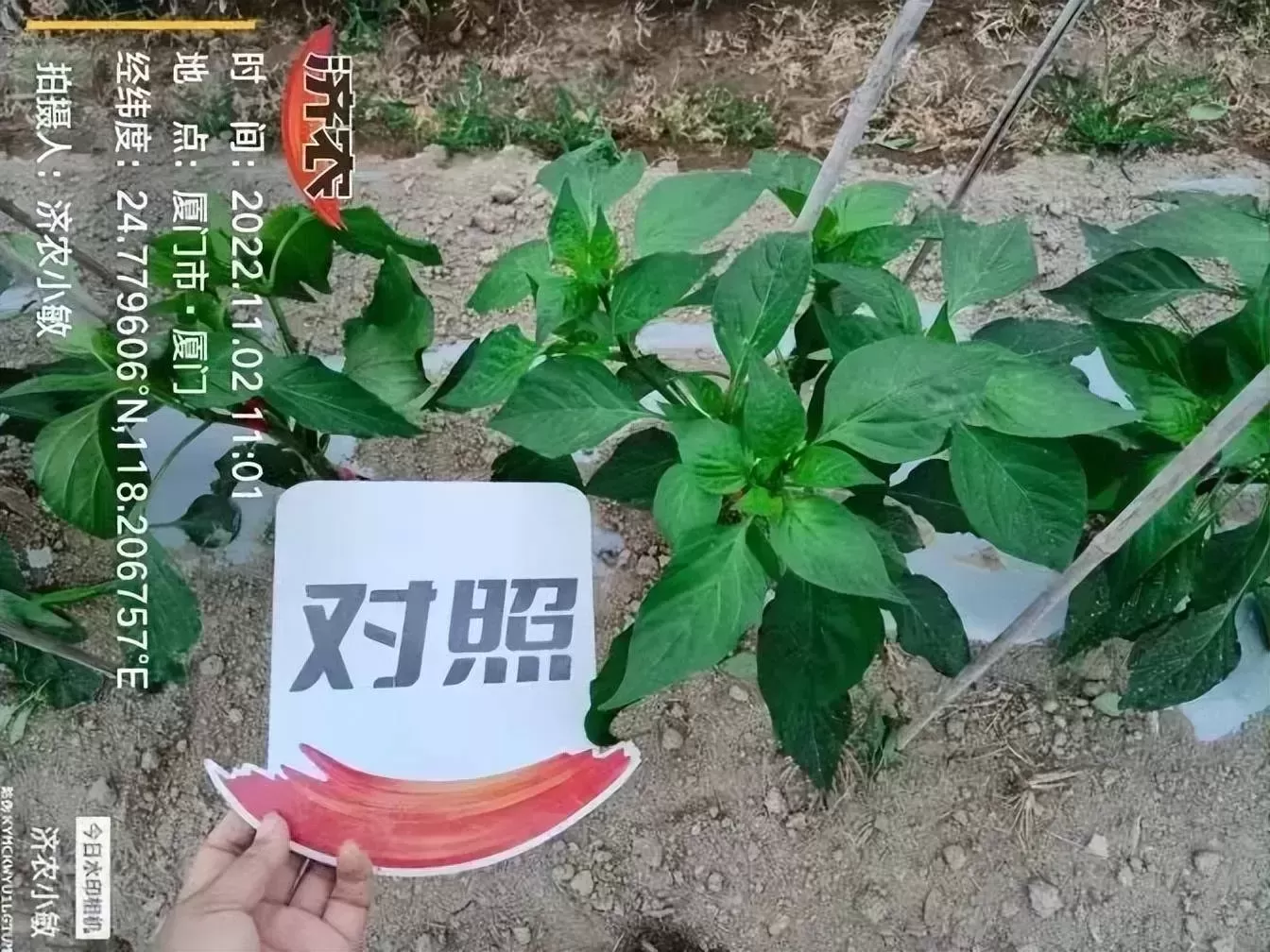 辣椒移栽后“不长个”，济农黑旋风高氮型来帮忙(图9)