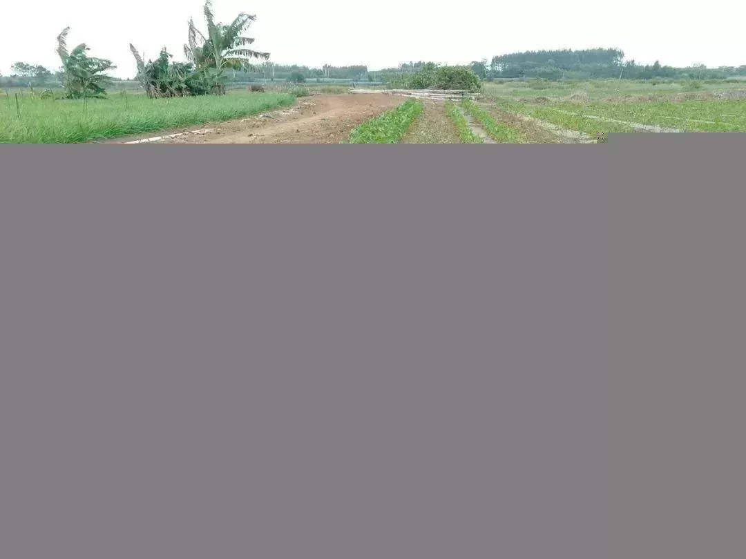 辣椒移栽后“不长个”，济农黑旋风高氮型来帮忙(图11)
