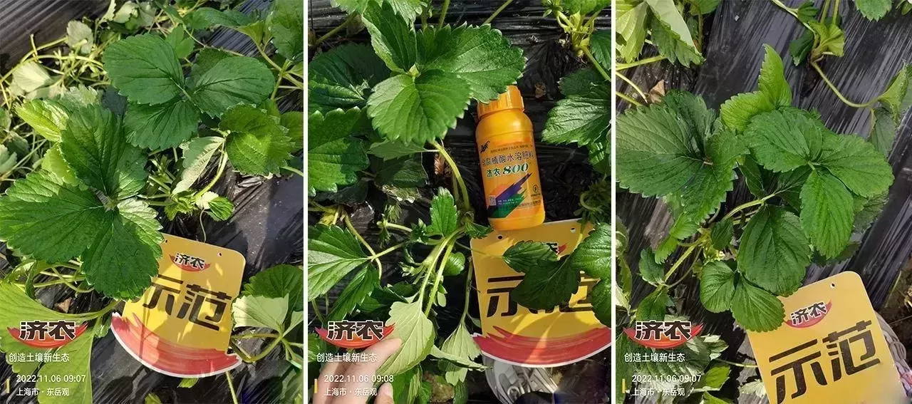 草莓移栽成活后迟迟不开花？试试济农800(图3)
