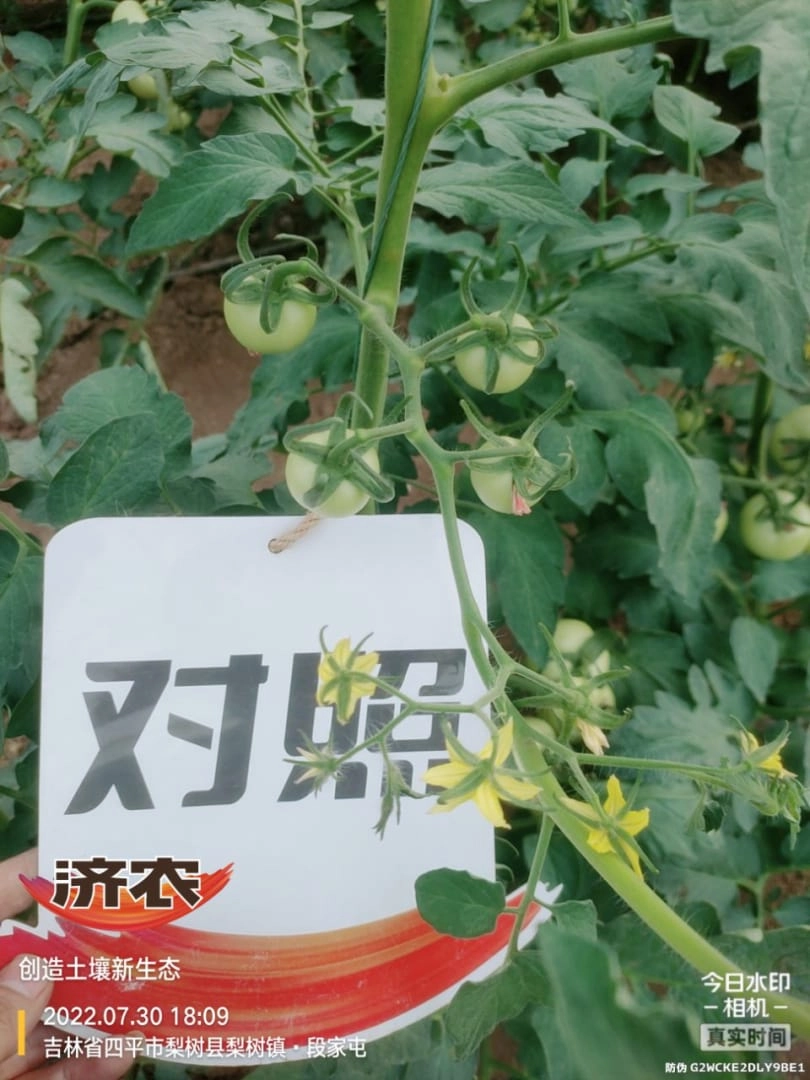 吉林番茄使用济农乐土的效果(图4)
