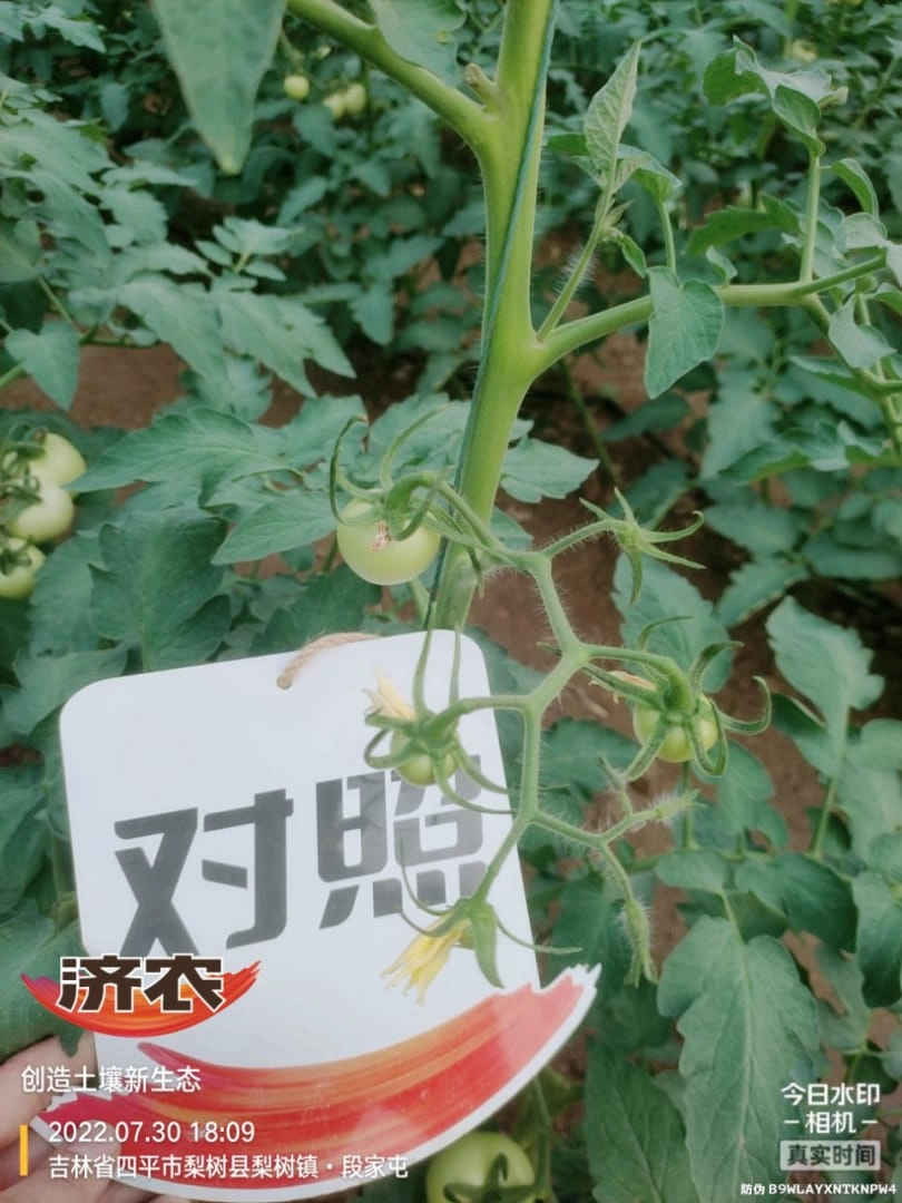 吉林番茄使用济农乐土的效果(图2)