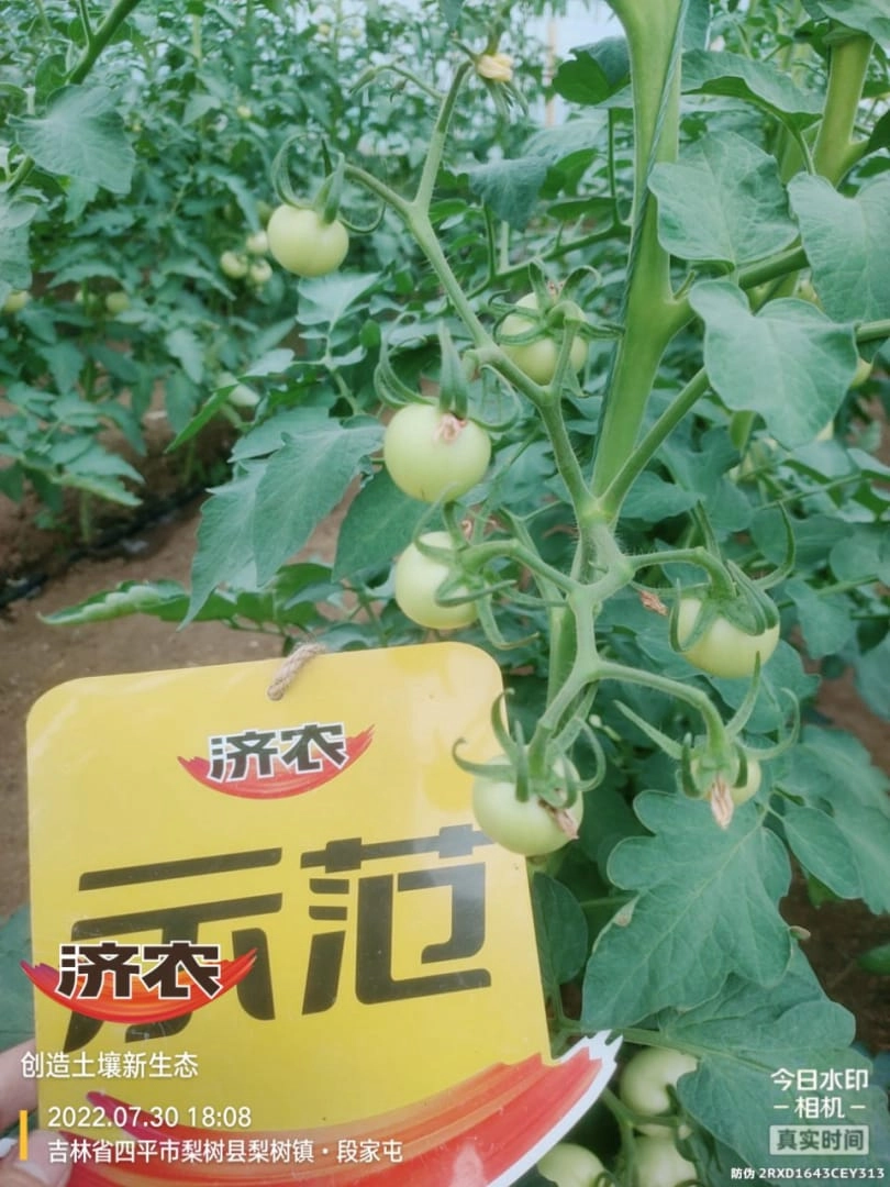 吉林番茄使用济农乐土的效果(图3)