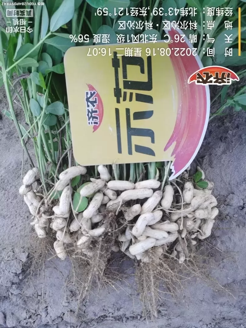 Effect of Inner Mongolia Peanuts Using Jinong Letu+Jinong Crown Irrigation(图2)