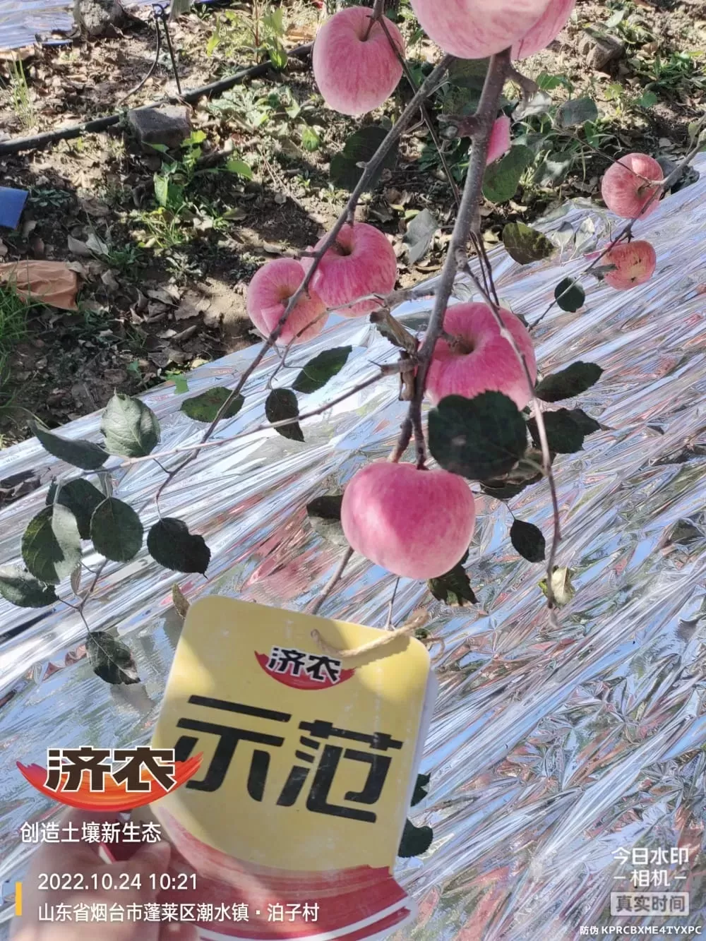 烟台苹果使用济农乐土的效果3(图5)