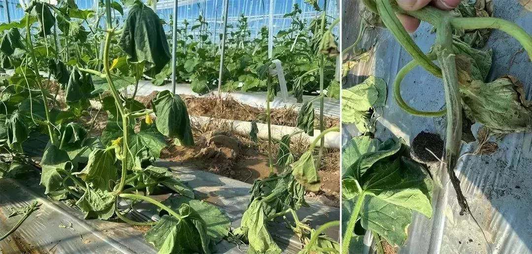 哈密瓜出现萎蔫、根腐？用过济农乐土的植株健壮，花果无忧(图2)