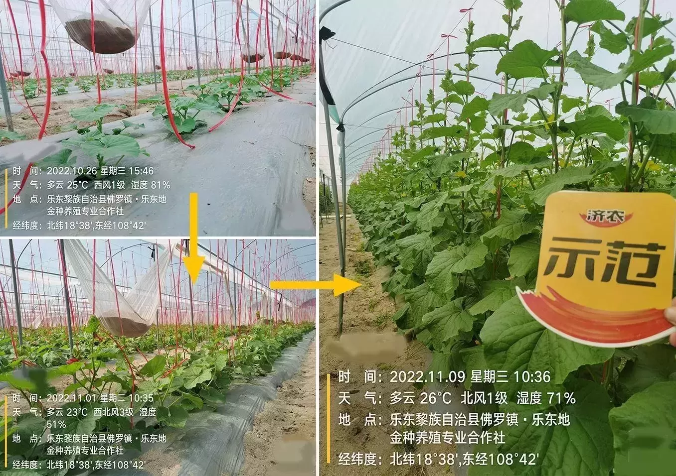 哈密瓜出现萎蔫、根腐？用过济农乐土的植株健壮，花果无忧(图3)
