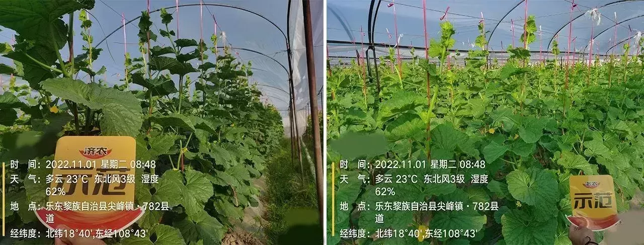 哈密瓜出现萎蔫、根腐？用过济农乐土的植株健壮，花果无忧(图6)