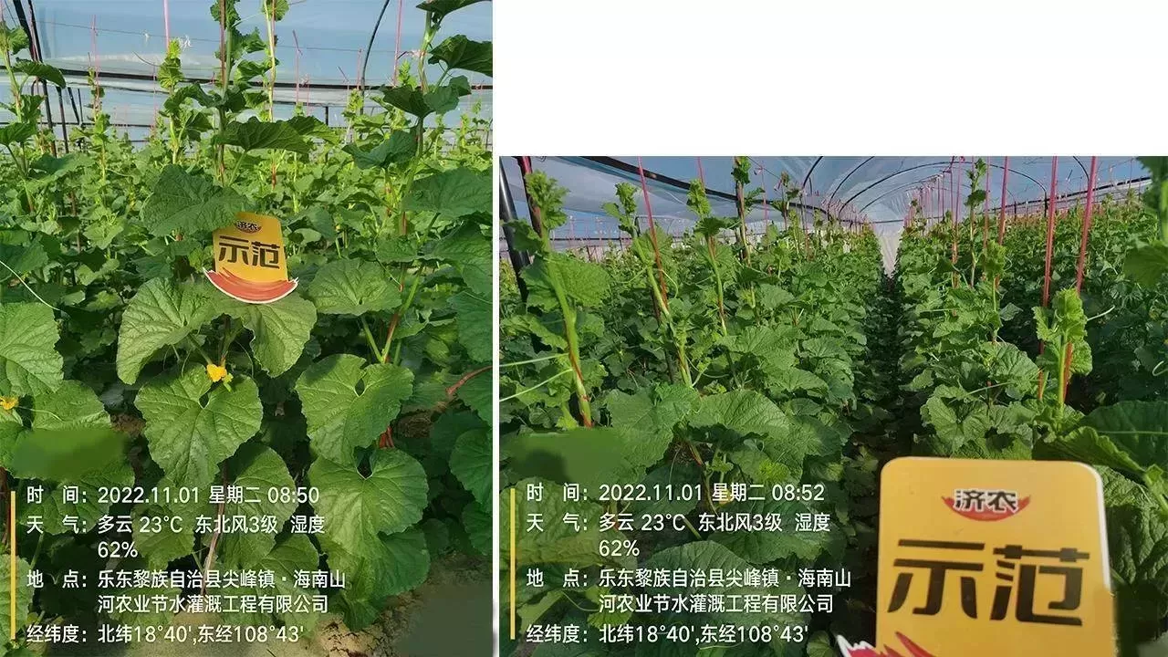 哈密瓜出现萎蔫、根腐？用过济农乐土的植株健壮，花果无忧(图5)