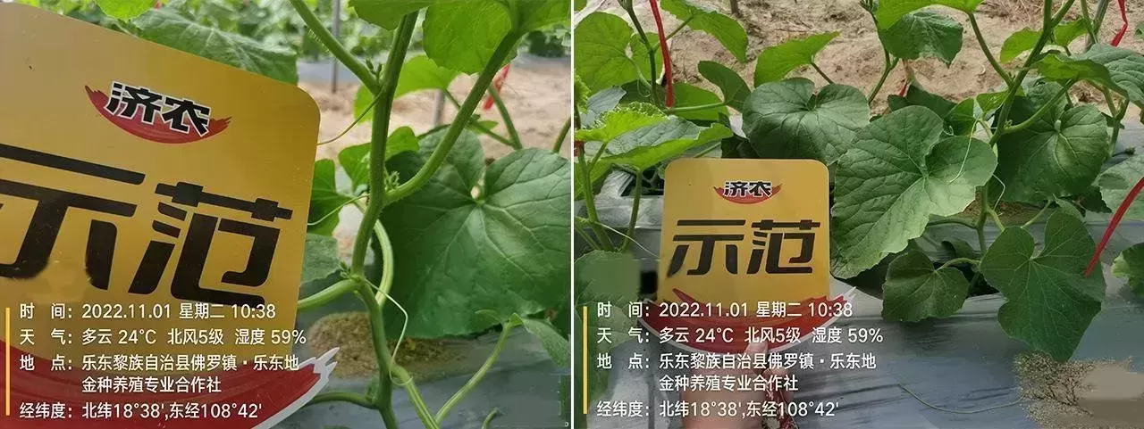 哈密瓜出现萎蔫、根腐？用过济农乐土的植株健壮，花果无忧(图4)