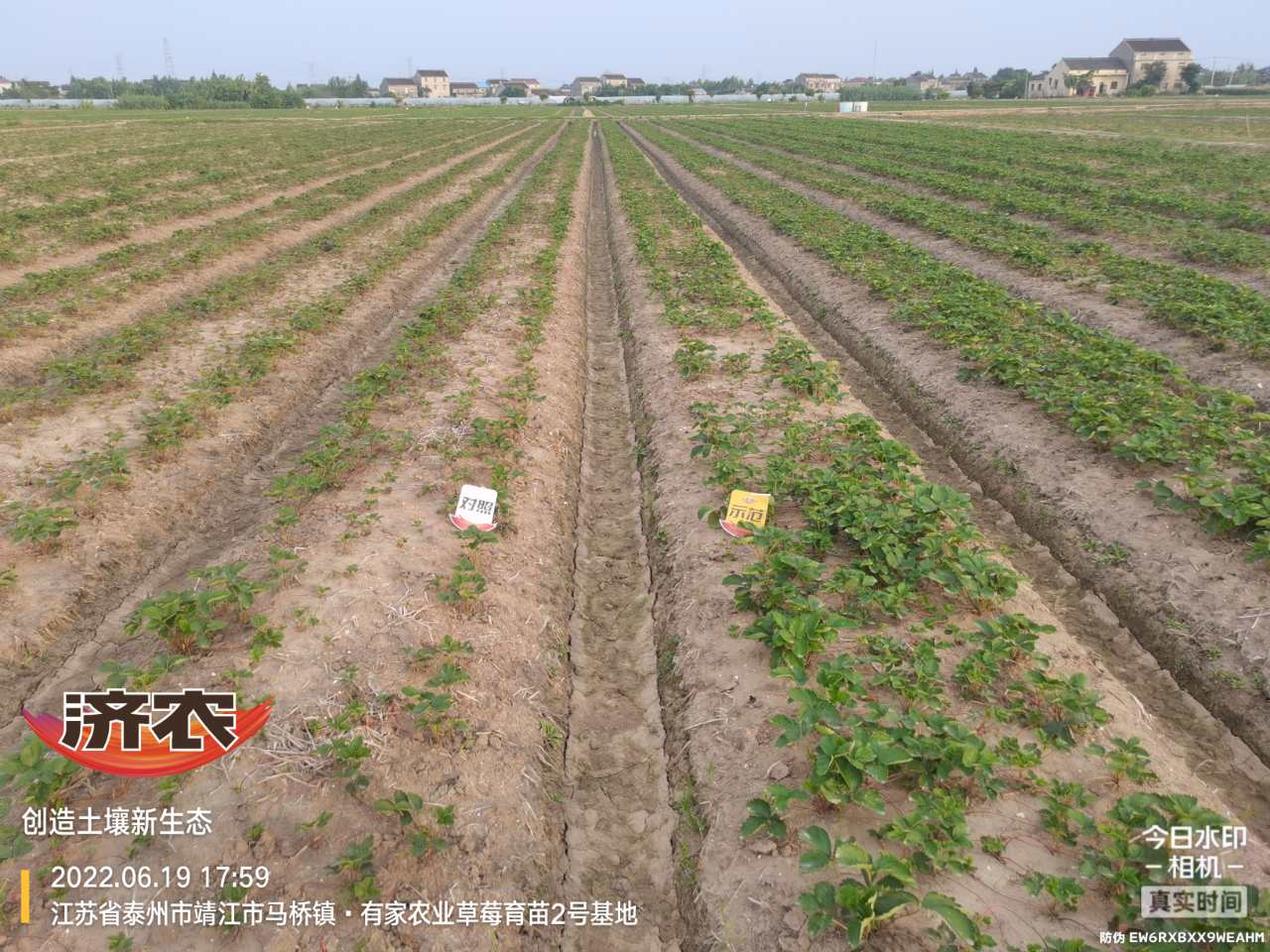 江苏草莓使用济农乐土育苗的效果(图1)