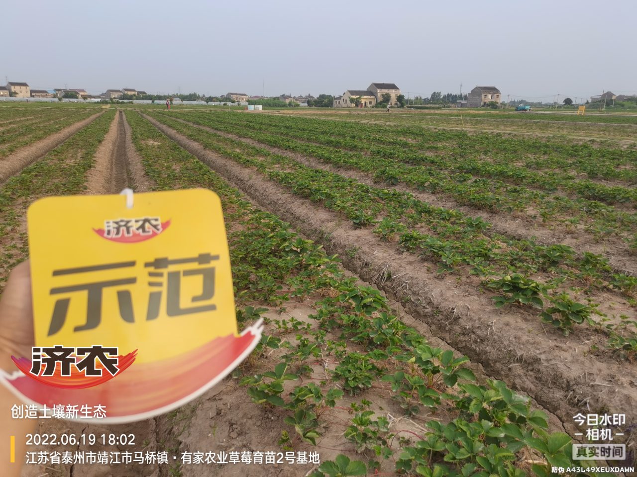 The effect of using Jinong Letu to raise seedlings of strawberries in Jiangsu province(图2)