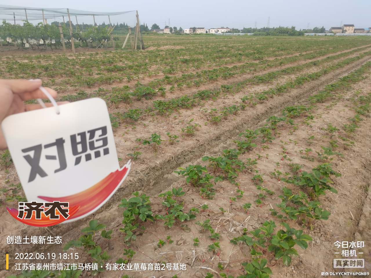 江苏草莓使用济农乐土育苗的效果(图3)